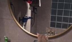 洗脸台变猫厕所，主人气得冒烟！猫：拉粑粑都这么美