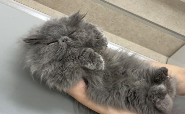 猫咪到医院做检查时，竟然在看诊台上眯眼睡觉！