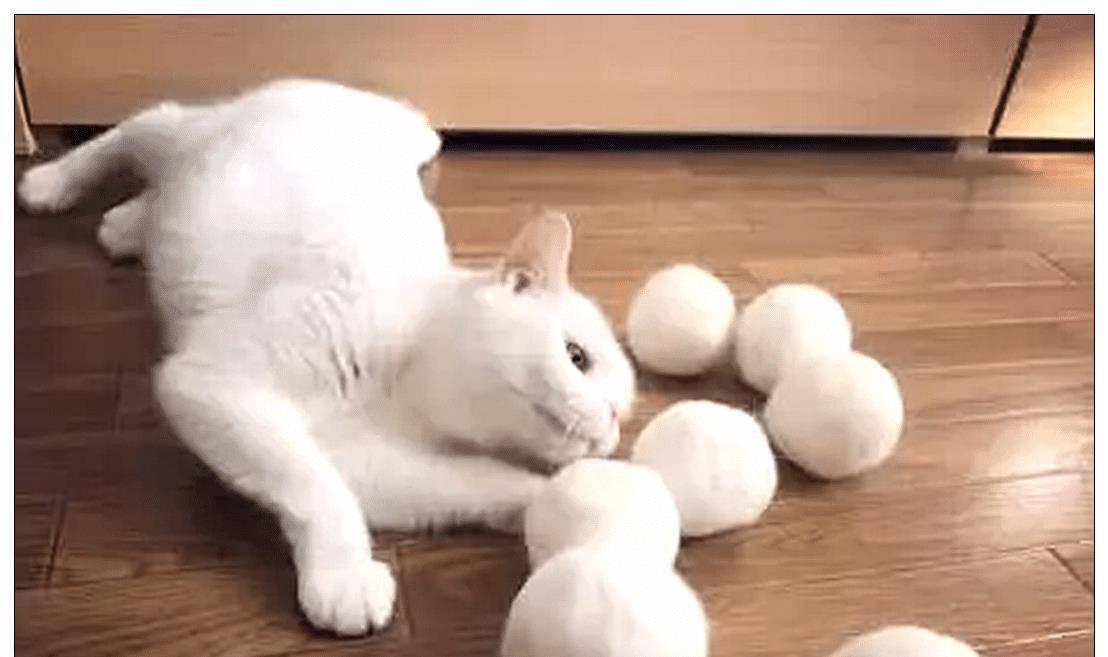 主人有收集猫发的癖好，三年后集成“七龙珠”，喵仔细一看傻眼了