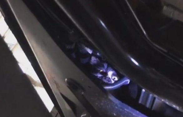 流浪猫为取暖躲钻进汽车底盘，太胖被卡住，暖心车主不惜拆车救猫
