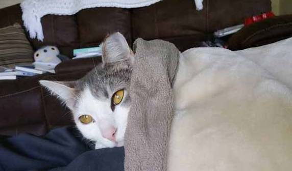 猫咪伺机擅闯民宅 最后竟从容定居！