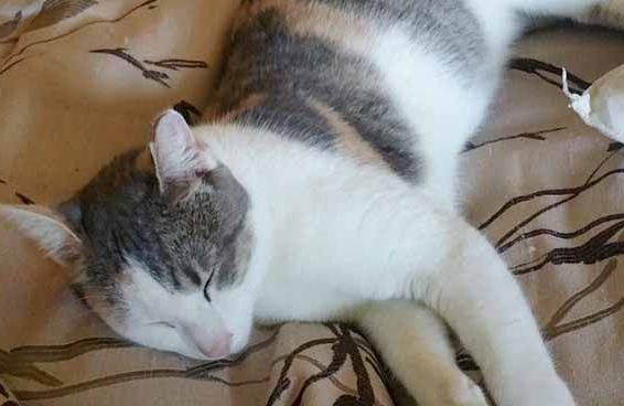 猫咪伺机擅闯民宅 最后竟从容定居！