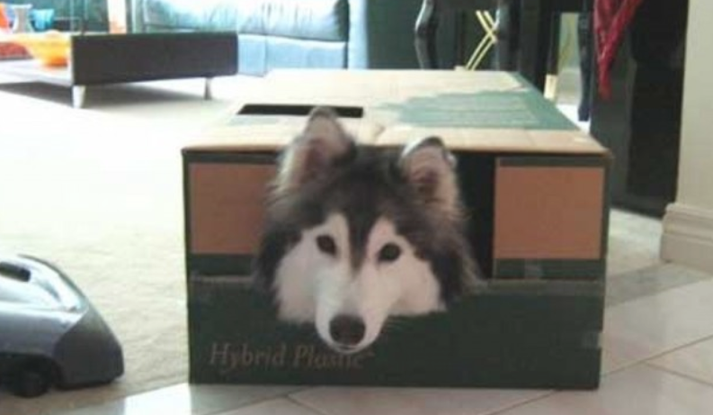雪耗犬病了？个人行为言行举止像无比猫猫？身后缘故居然是！