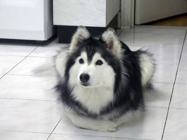 雪耗犬病了？个人行为言行举止像无比猫猫？身后缘故居然是！