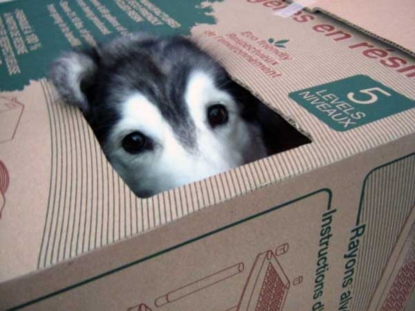 雪耗犬病了？个人行为言行举止像无比猫猫？身后缘故居然是！