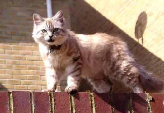 国外宠物猫失踪10年 在离家数百英里外被找到