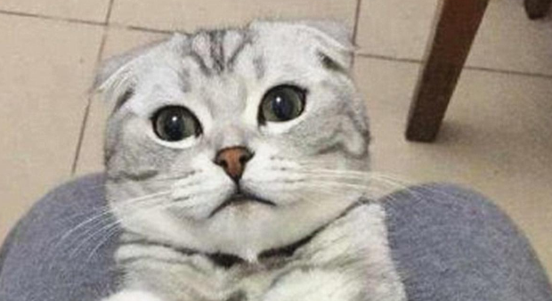 猫咪正在喂奶，低头看到它满眼杀气，这是想将幼猫塞回肚子里吗？