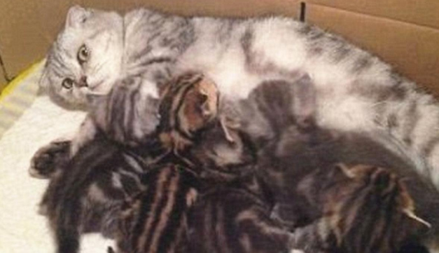 猫咪正在喂奶，低头看到它满眼杀气，这是想将幼猫塞回肚子里吗？