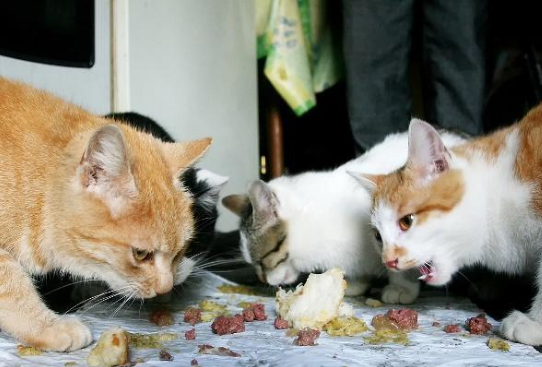 面对美食直流口水的猫咪，竟把小鱼干主动让出，背后真相感动众人
