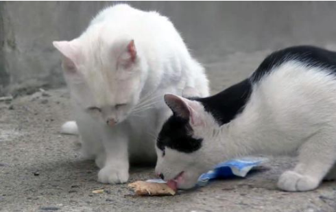 面对美食直流口水的猫咪，竟把小鱼干主动让出，背后真相感动众人