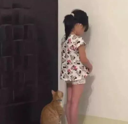小主人犯错被罚站，猫咪看不下去了