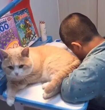 主人写作业时，猫咪都会过来捣乱，女主：没见过这么不要脸的猫