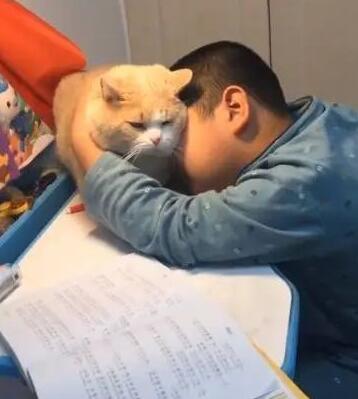 主人写作业时，猫咪都会过来捣乱，女主：没见过这么不要脸的猫