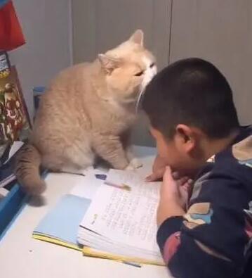 主人写作业时，猫咪都会过来捣乱，女主：没见过这么不要脸的猫