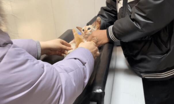 怀孕流浪猫无故被人虐待，即使这样猫咪依然亲人