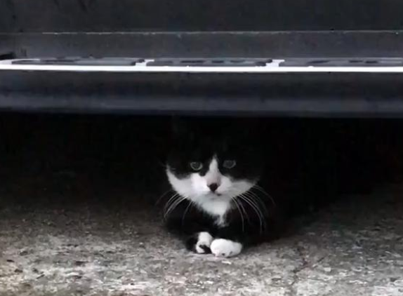 雨中独自等待的流浪猫，只为填饱肚子：我知道你一定会来