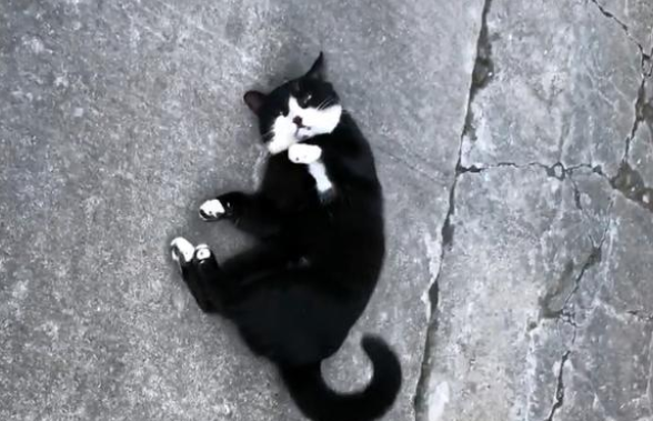 雨中独自等待的流浪猫，只为填饱肚子：我知道你一定会来