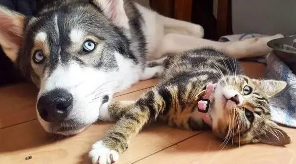 二哈化身为“冷酷总裁”,追求家里的奶猫，主人家见到笑疯掉