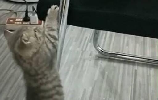 小猫咪想要爬上座椅，爬了半天爬不上，猫兄弟的做法非常暖心