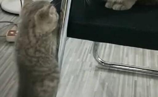 小猫咪想要爬上座椅，爬了半天爬不上，猫兄弟的做法非常暖心