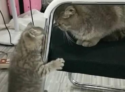 小猫咪想要爬上座椅，爬了半天爬不上，猫兄弟的做法非常暖心