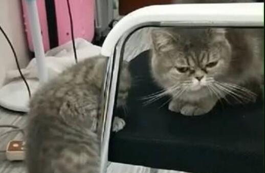 小猫咪想要爬上座椅，爬了半天爬不上，猫兄弟的做法非常暖心