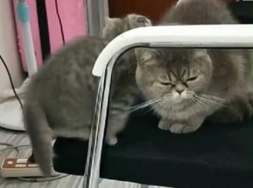 小猫咪想要爬上座椅，爬了半天爬不上，猫兄弟的做法非常暖心
