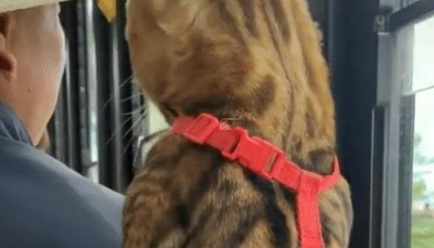 猫咪和大爷挤一个窗口看，主人也无奈，喵：我就是想看他在看啥！