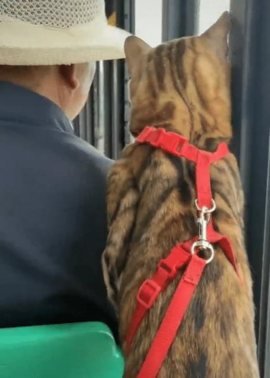 猫咪和大爷挤一个窗口看，主人也无奈，喵：我就是想看他在看啥！