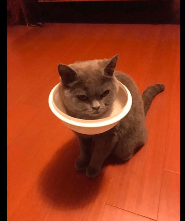 猫咪在家里调皮时，不小心把垃圾桶盖套在了脖子上，表情我看笑了