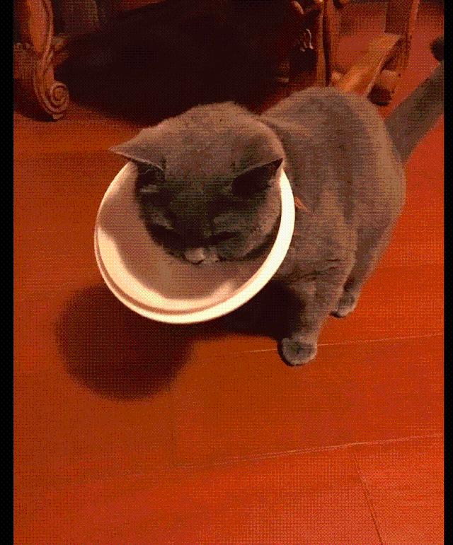 猫咪在家里调皮时，不小心把垃圾桶盖套在了脖子上，表情我看笑了