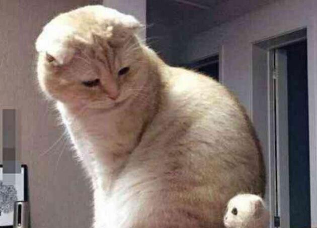 主人撸猫毛做了一只猫，猫咪盯着一脸懵：朕啥时有了娃？