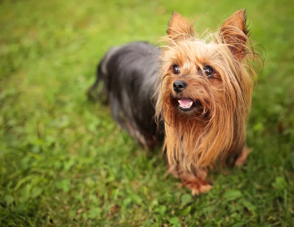 世界上最小的11种狗，我国犬只榜上有名