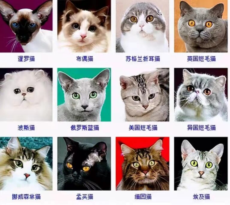 养猫常识 / 猫咪种类大全