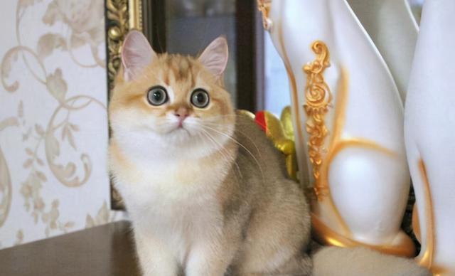 7种常见“宠物猫”的市场价,对照看看,你买贵了吗?