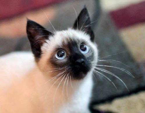 7种常见“宠物猫”的市场价,对照看看,你买贵了吗?