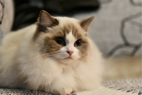 7种常见“宠物猫”的市场价,对照看看,你买贵了吗?