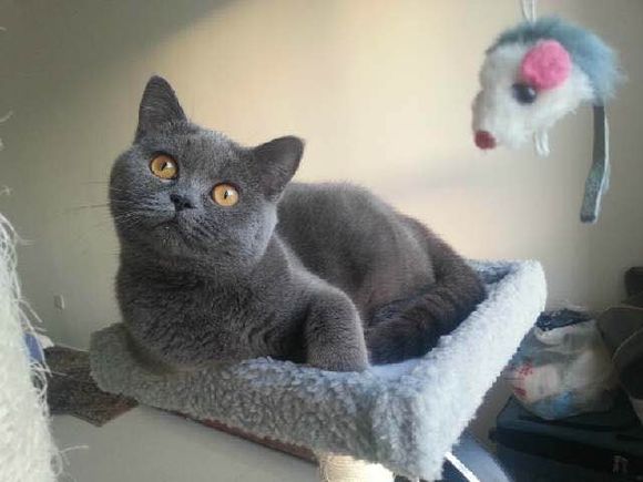 7种常见“宠物猫”的市场价,对照看看,你买贵了吗?