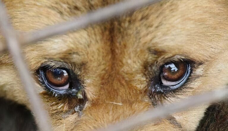 狗狗有这些特征,主人别忽视了,这是缺“维生素”了