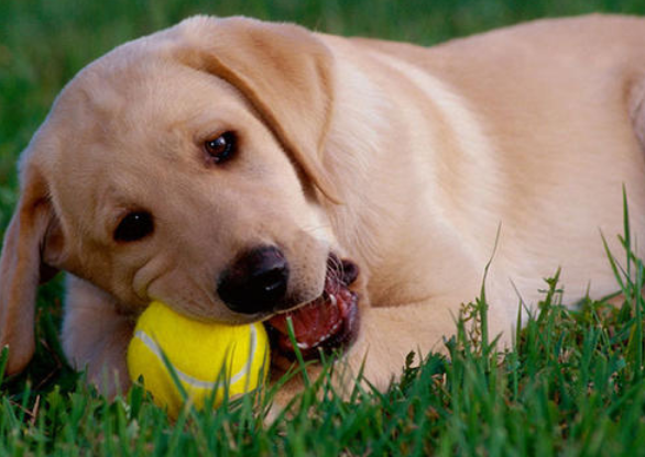 新手养狗攻略|不乱叫、定点上厕所、握手