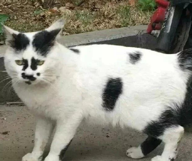“好看的猫千篇一律，丑猫却能丑得千奇百怪！”