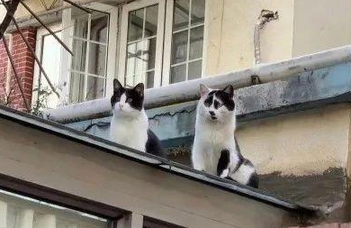 “好看的猫千篇一律，丑猫却能丑得千奇百怪！”