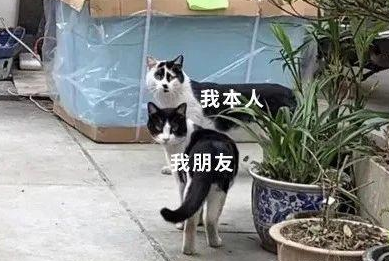 “好看的猫千篇一律，丑猫却能丑得千奇百怪！”