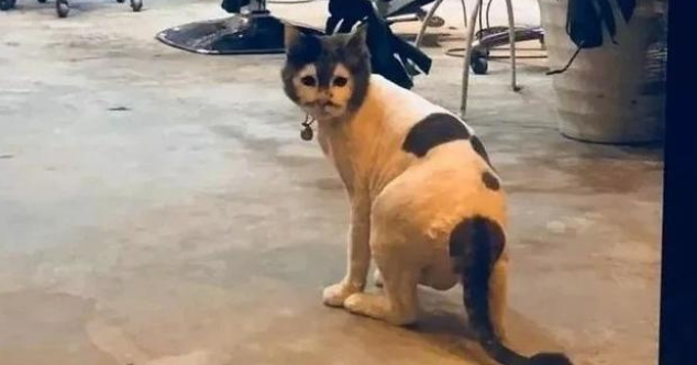 “好看的猫千篇一律，丑猫却能丑得千奇百怪！”