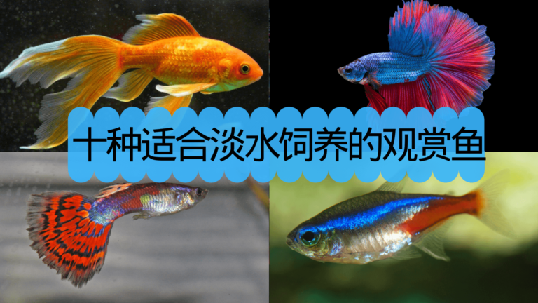 常见观赏鱼 - 十种适合淡水养殖的观赏鱼