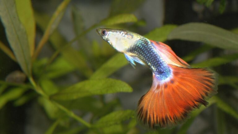 常见观赏鱼 - 十种适合淡水养殖的观赏鱼