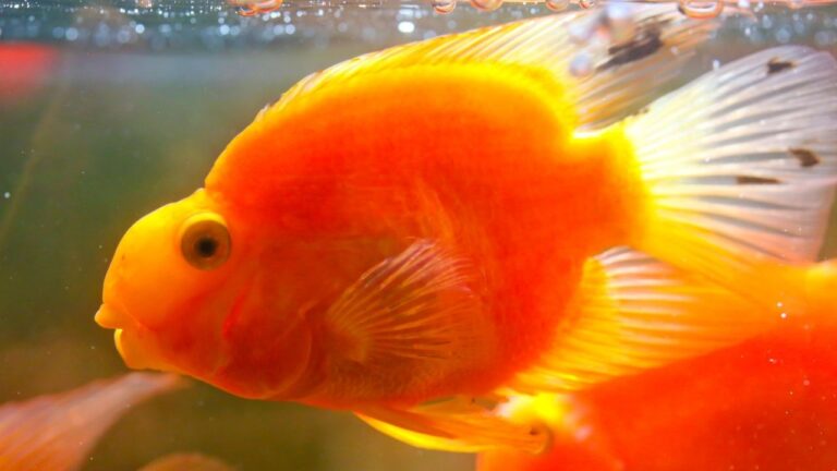 常见观赏鱼 - 十种适合淡水养殖的观赏鱼