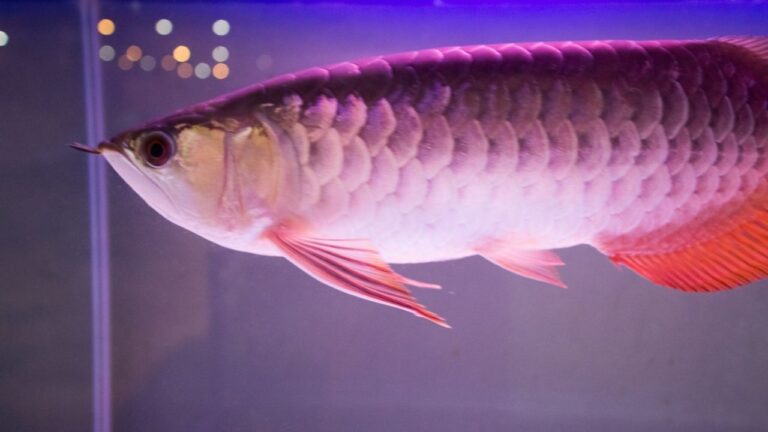 常见观赏鱼 - 十种适合淡水养殖的观赏鱼