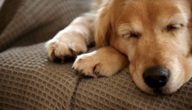 当狗狗呈现这10种状况,阐明它患病了