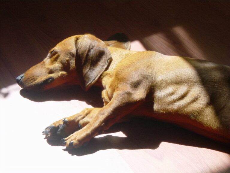 当狗狗呈现这10种状况,阐明它患病了